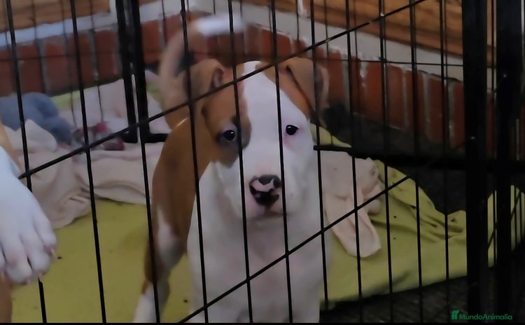 American Staffordshire-Terrier perros - Anuncio 2