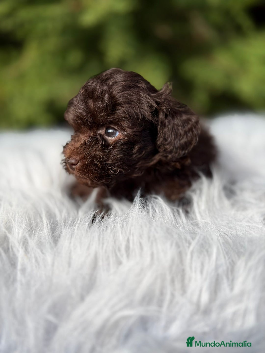 Maltipoo perros en venta: Maltipoo chocolate - Anuncio 10