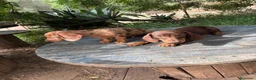 Teckel Miniatura perros en venta: Disponible Teckels de Calidad  - Anuncio 6