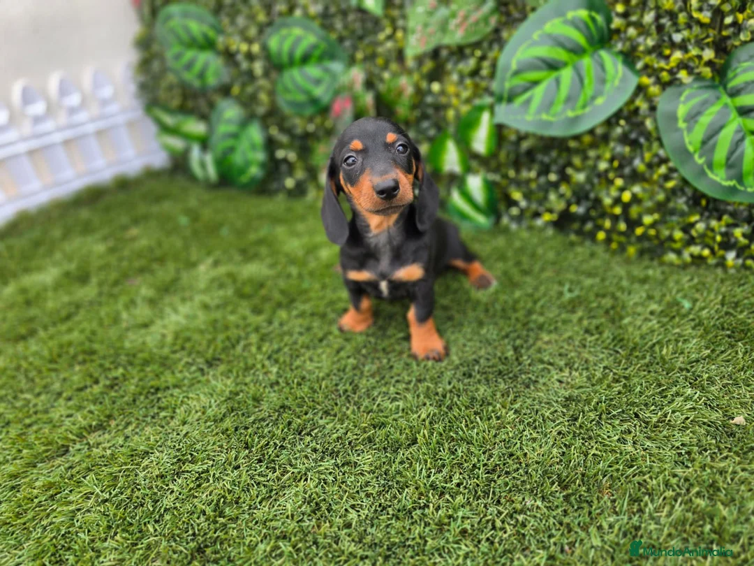 Teckel Miniatura perros en venta: TECKEL MINIATURA KANNINCHEN - Anuncio 2