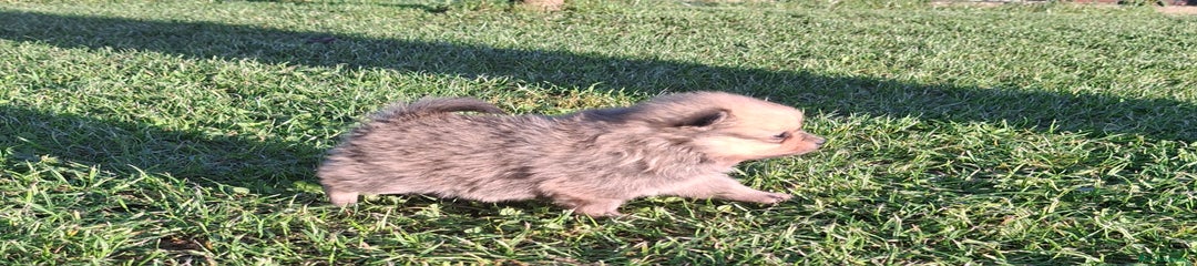 Pomerania Cachorro 1