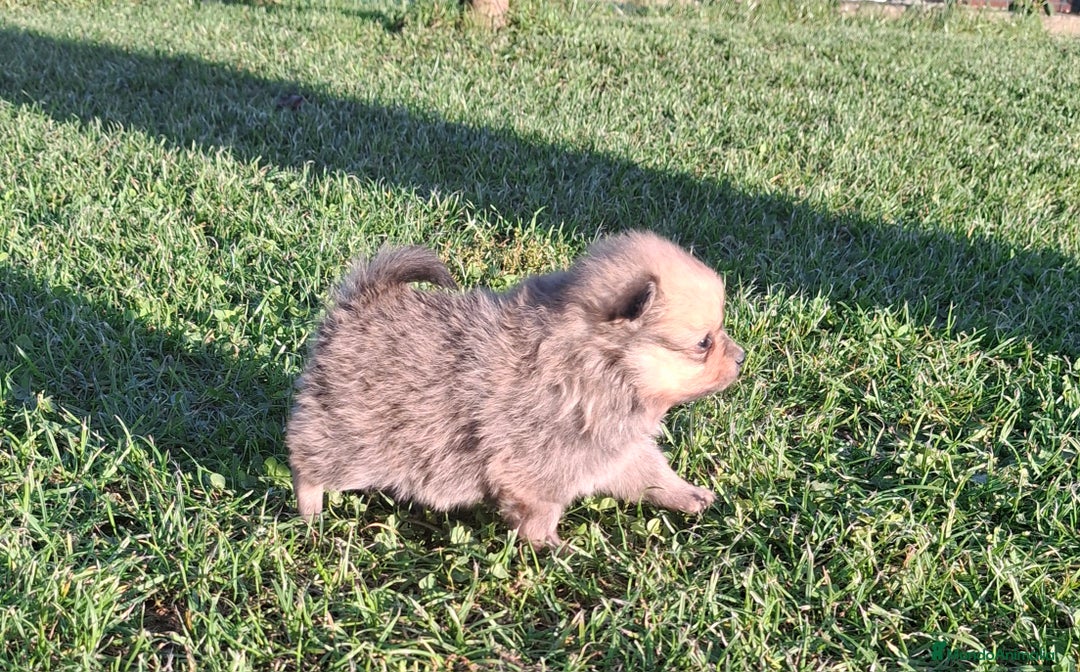 Pomerania perros en venta: Pomerania - Imagen 5