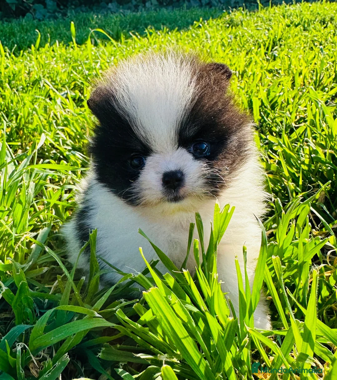 Imagen de galería {{count}}