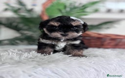 Raza Mixta perros en venta: YORKIPOO - Anuncio 1