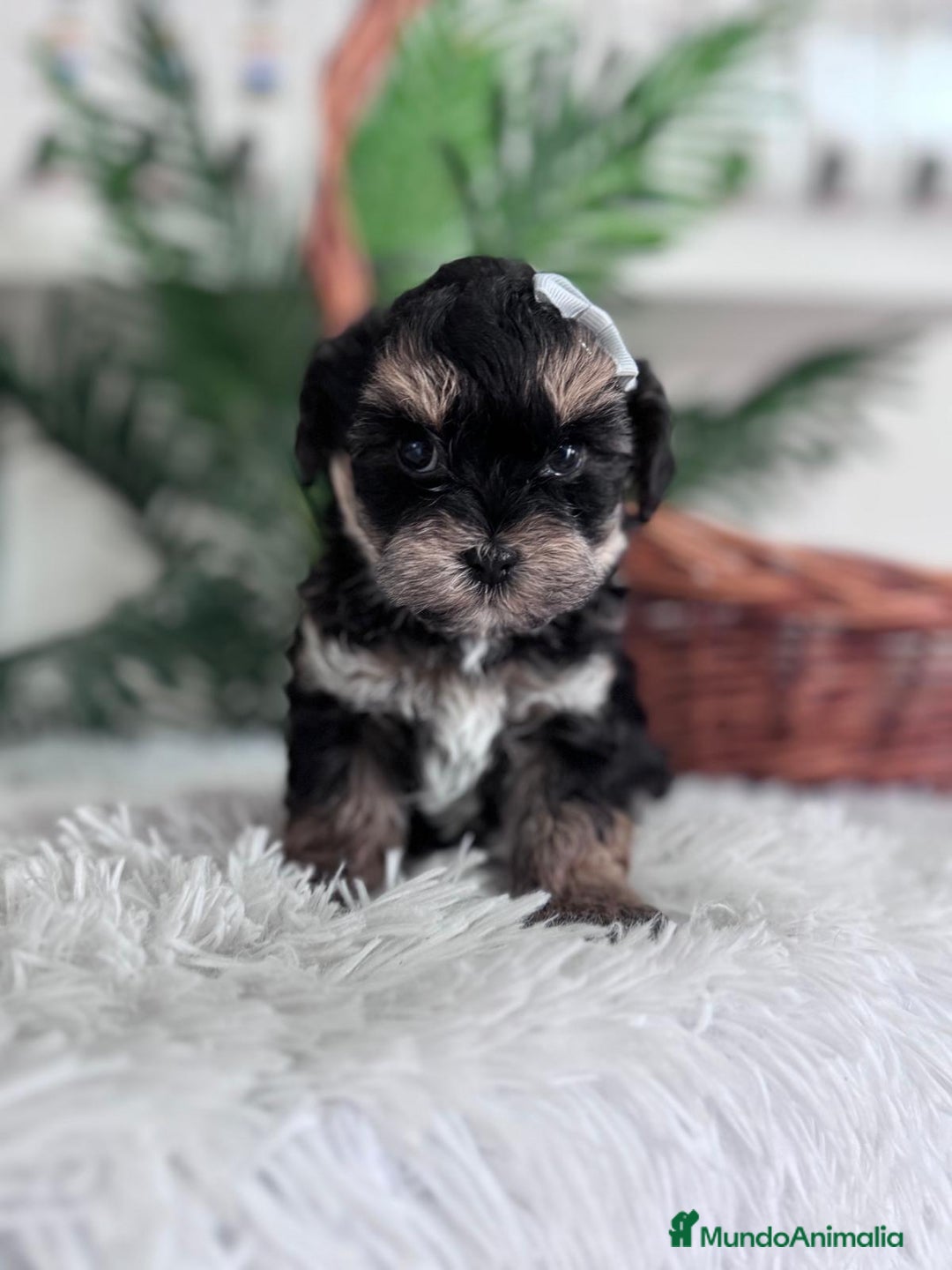 Raza Mixta perros en venta: YORKIPOO - Anuncio 1