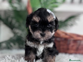 Raza Mixta perros YORKIPOO - Anuncio 4
