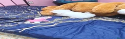 Bichón Maltés perros en venta: Bichon maltes - Anuncio 4