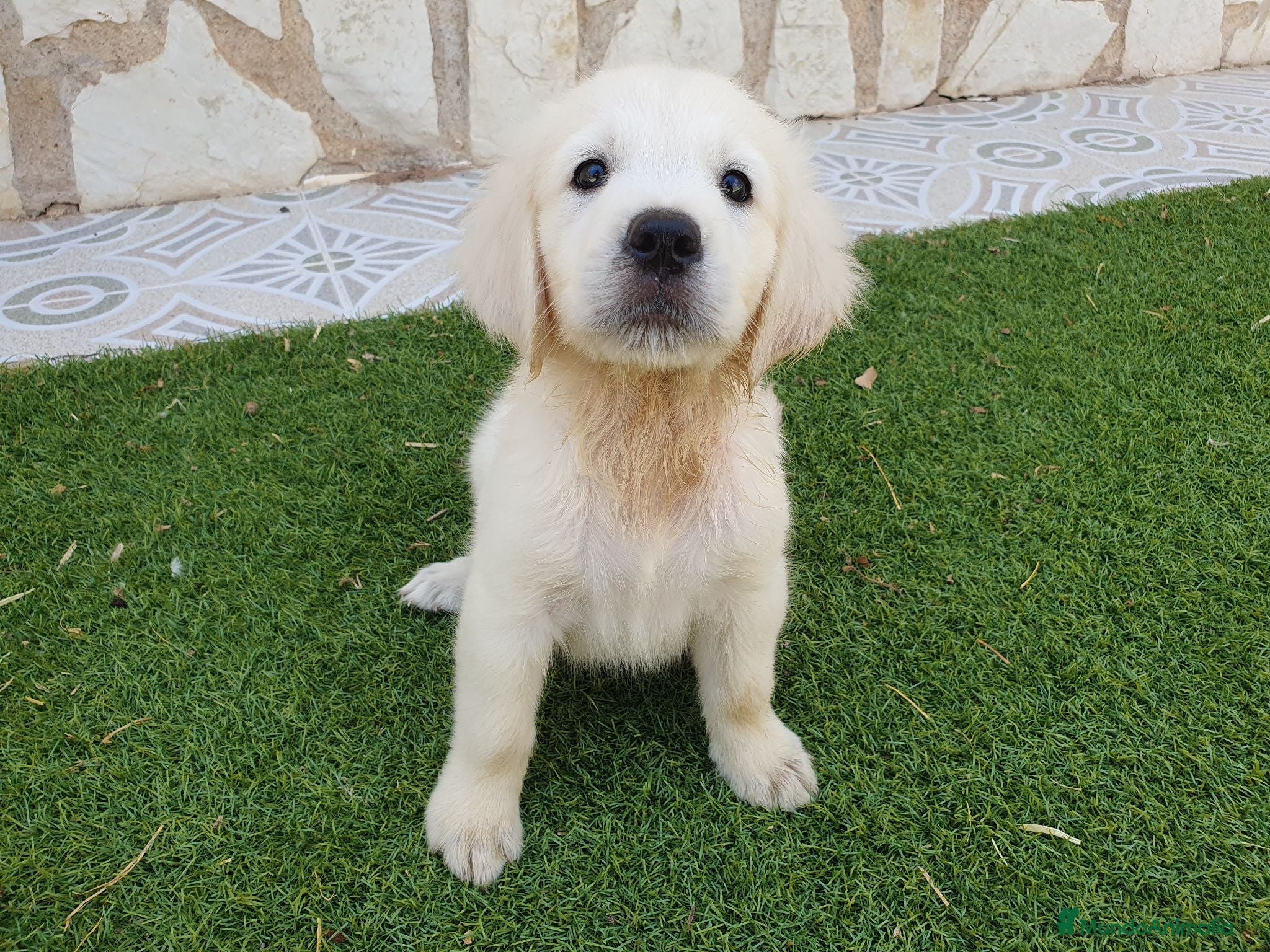 Golden Retriever perros Golden Retriever Belleza - Anuncio 1