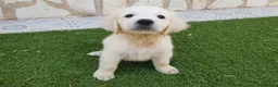 Golden Retriever perros en venta: Golden Retriever Belleza - Anuncio 1