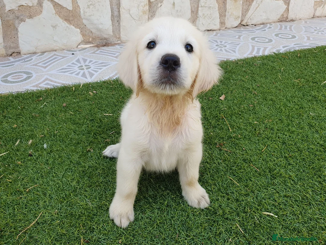 Golden Retriever perros en venta: Golden Retriever Belleza - Anuncio 1