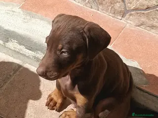 Dobermann perros Último macho de doberman disponible - Anuncio 1