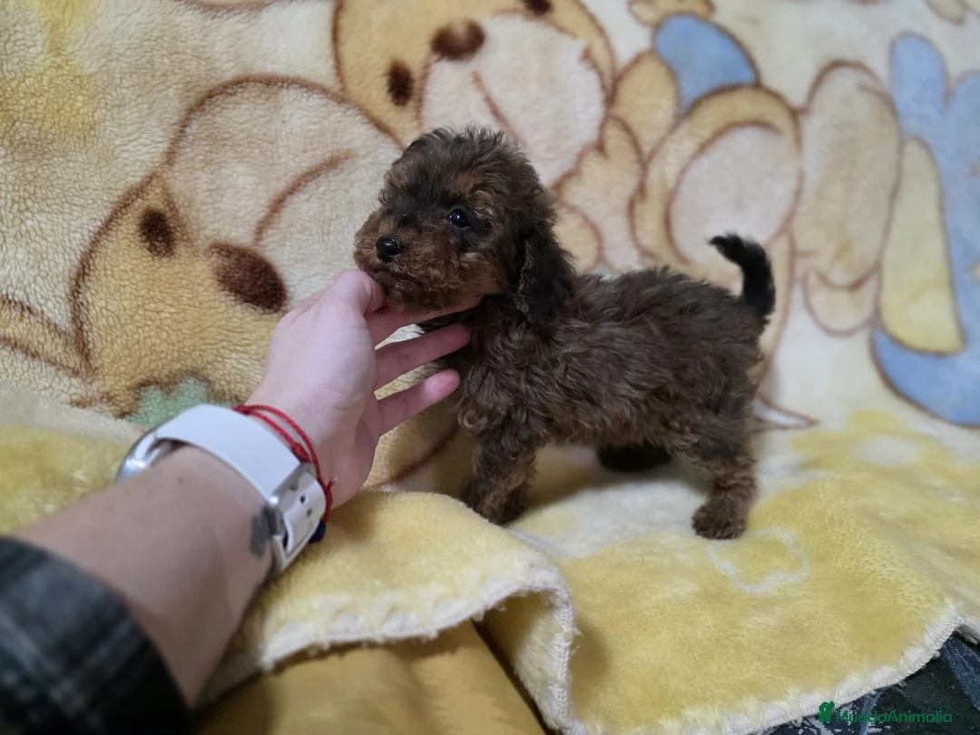 Caniche Toy perros en venta: Cachorrita Caniche toy rojo sable - Anuncio 2