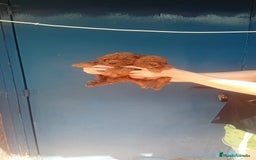 Caniche Toy perros en venta: ‼️‼️CANICHE TOY ROJOS MACHOS 50% ASIÁTICOS - Imagen 1