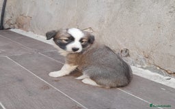 Border Collie perros en venta: BORDER COLLIE SABLE - Imagen 1