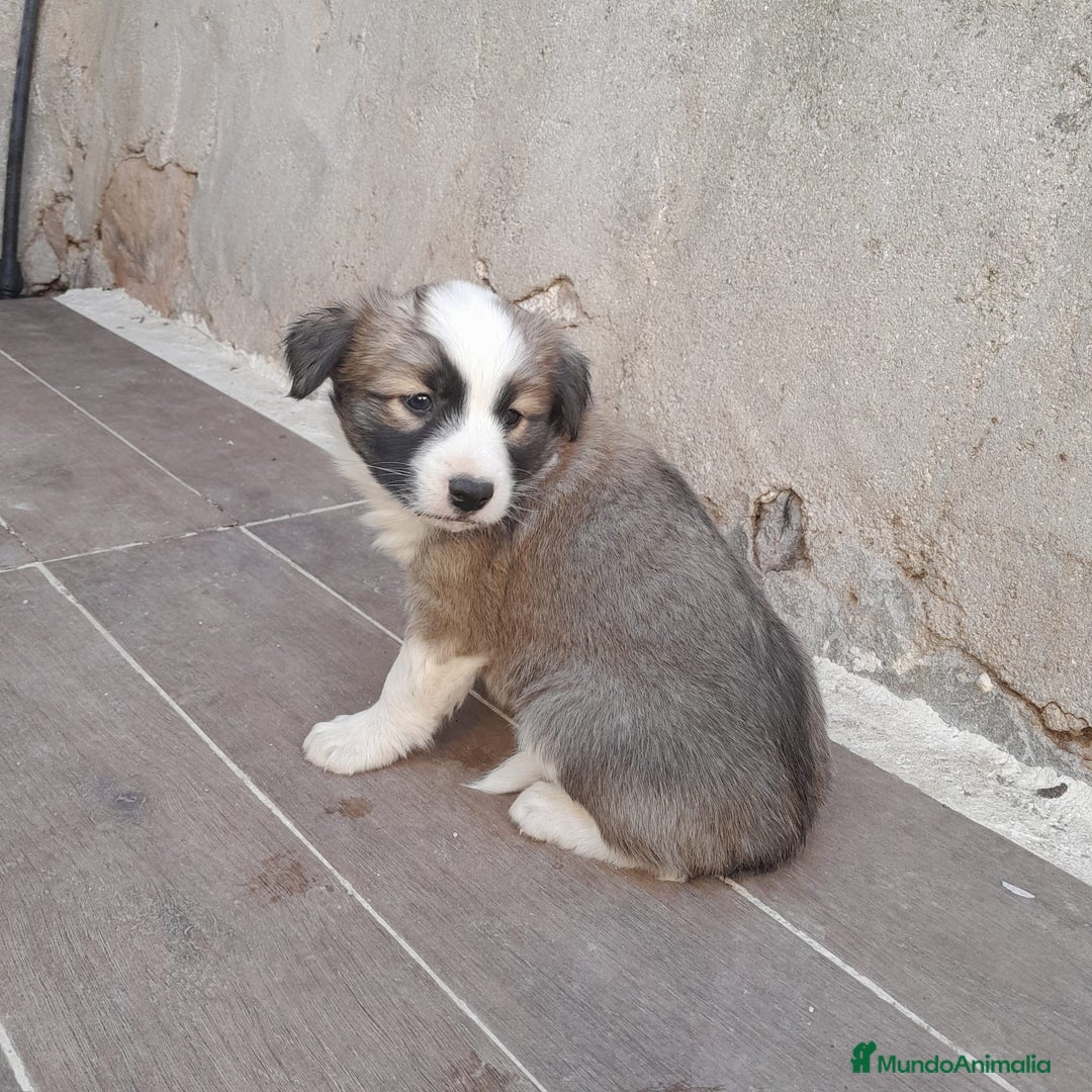 Border Collie perros en venta: BORDER COLLIE SABLE - Imagen 1