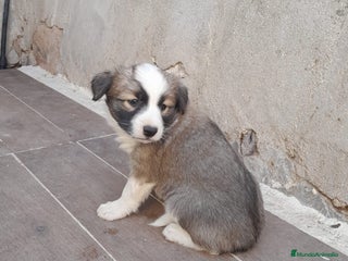 Border Collie perros - Anuncio 3