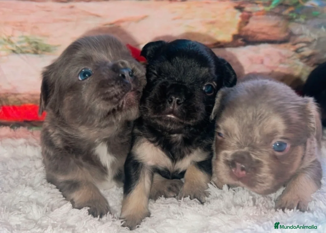 Bulldog Francés perros en venta: Bulldog - Anuncio 2