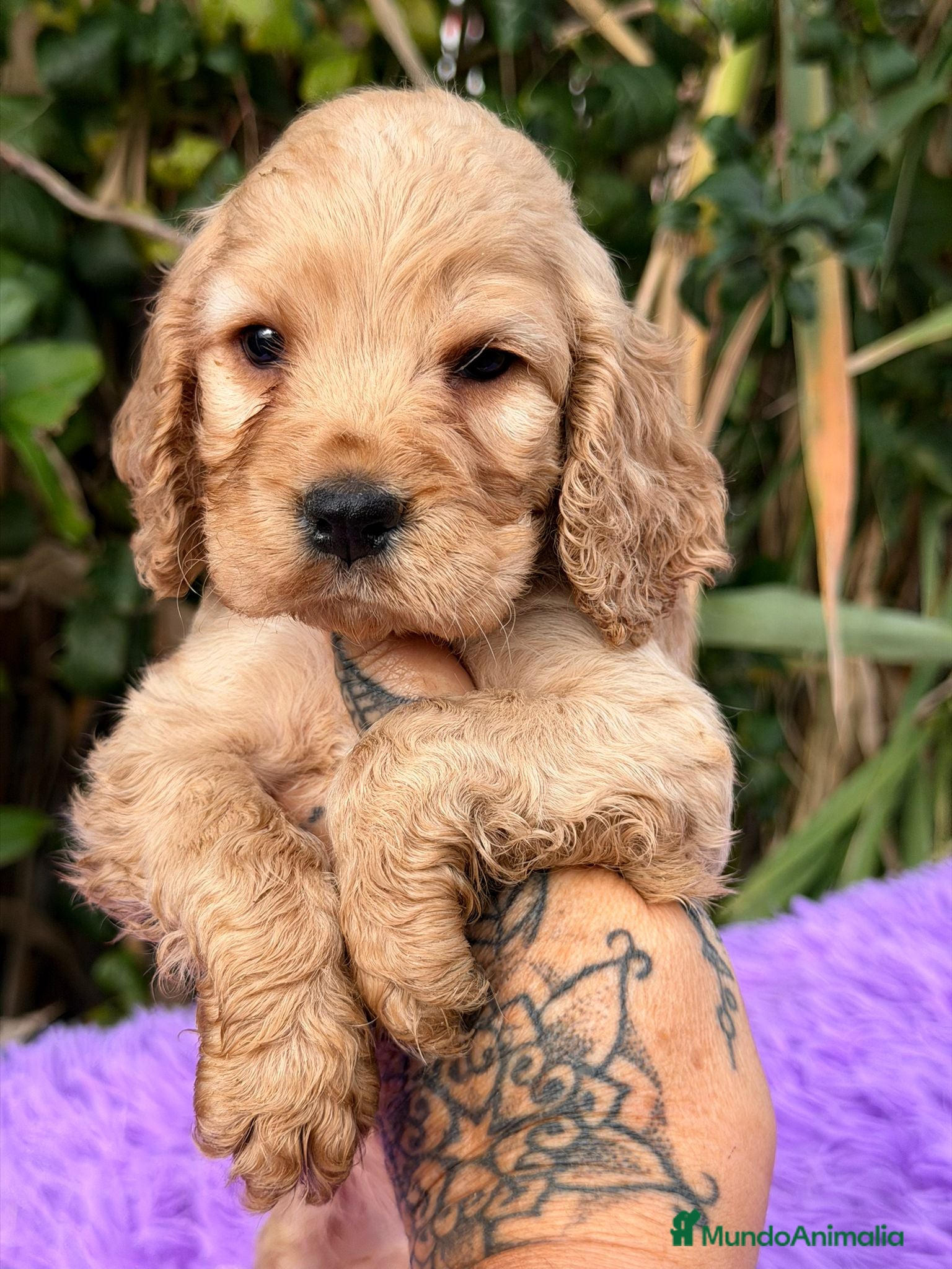 Cocker Spaniel Inglés perros Cocker inglés dorado - Anuncio 2