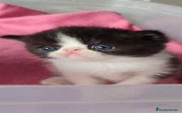 Persa gatos en venta: Camada gatitos raza persa - Imagen 5