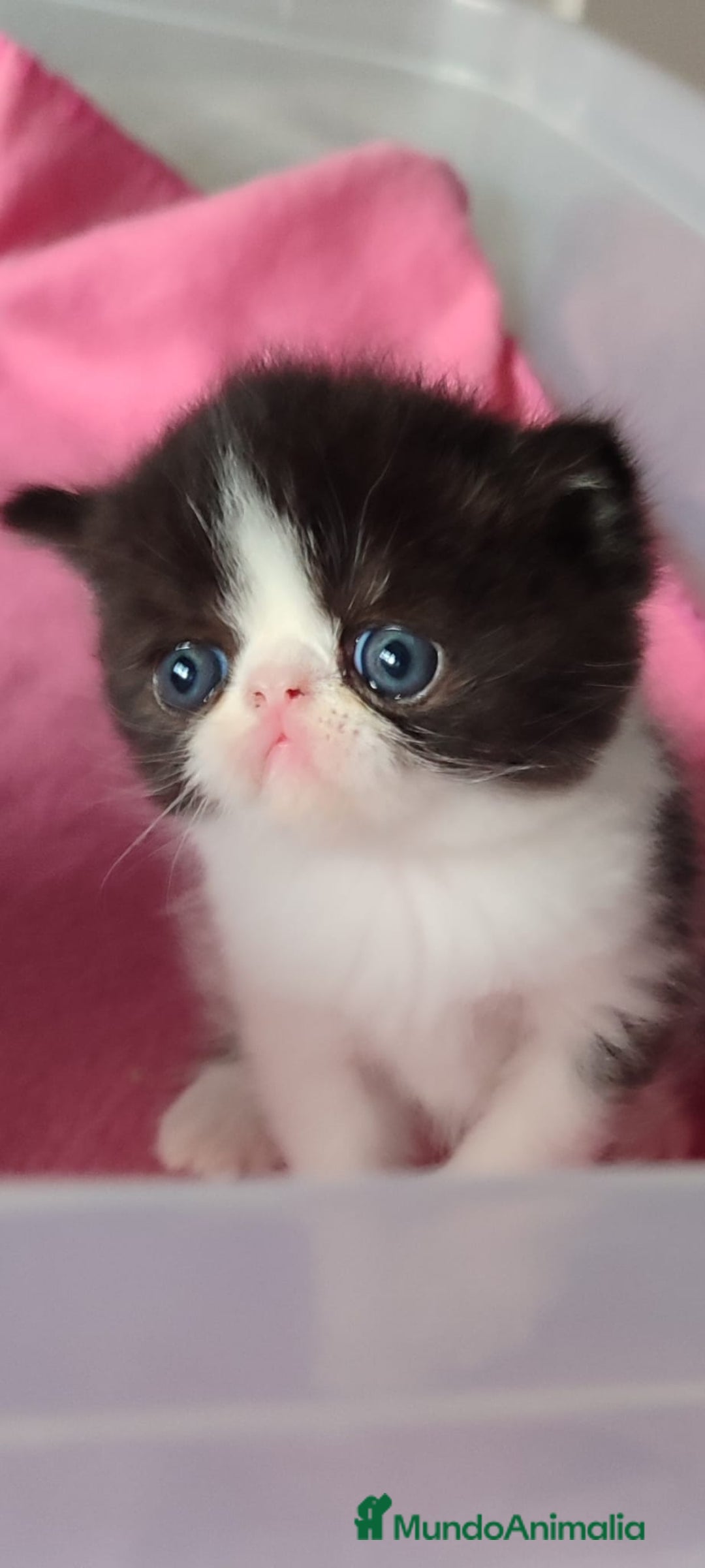 Persa gatos en venta: Camada gatitos raza persa - Imagen 5