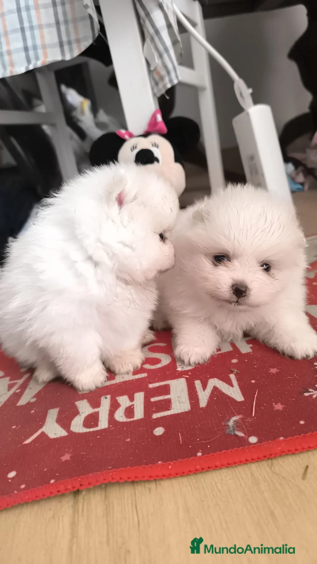 Pomerania perros en venta: PRECIOSOS POMERANIA RUSOS MINI - Anuncio 4