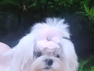Bichón Maltés perros BICHON MALTES COREANO MINIATURA - Anuncio 28