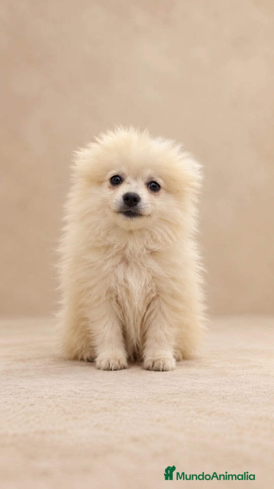 Pomerania perros en venta: Cachorros pomerania - Anuncio 1