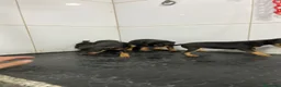 Pinscher Miniatura perros en venta: Cachorros Mini Pinscher 500€ ¡PRECIO REAL!   - Anuncio 6