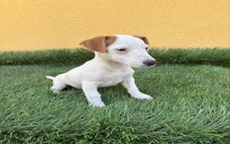 Jack Russell Terrier perros en venta: jack russell hembra de pata corta  - Imagen 10