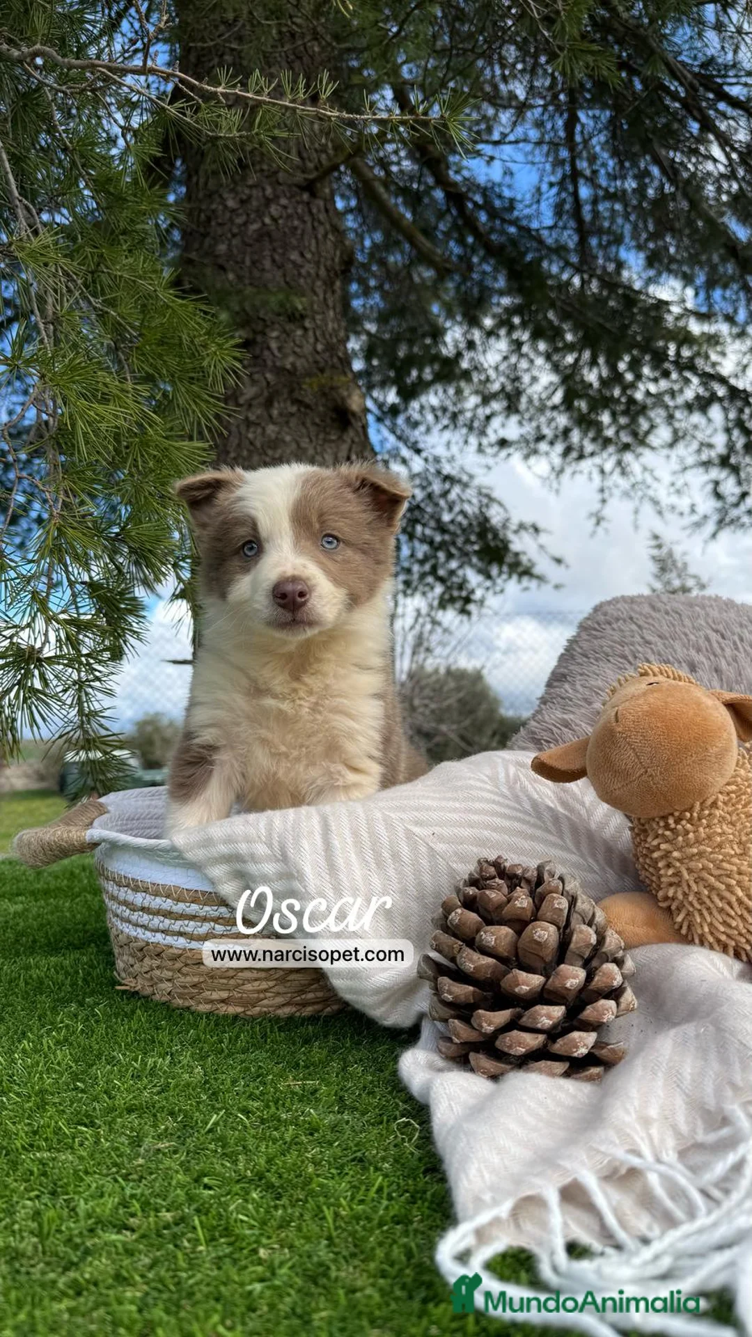 Border Collie perros en venta: BORDER COLLIE LILAC MACHO en Asturias - Anuncio 7