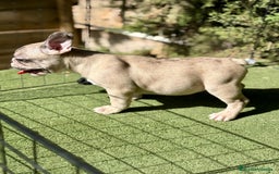 Bulldog Francés perros en venta: Bulldog francés muy buena morfología  - Imagen 8
