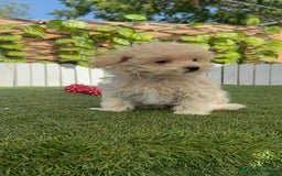Maltipoo perros en venta: MALTIPOO  - Imagen 6