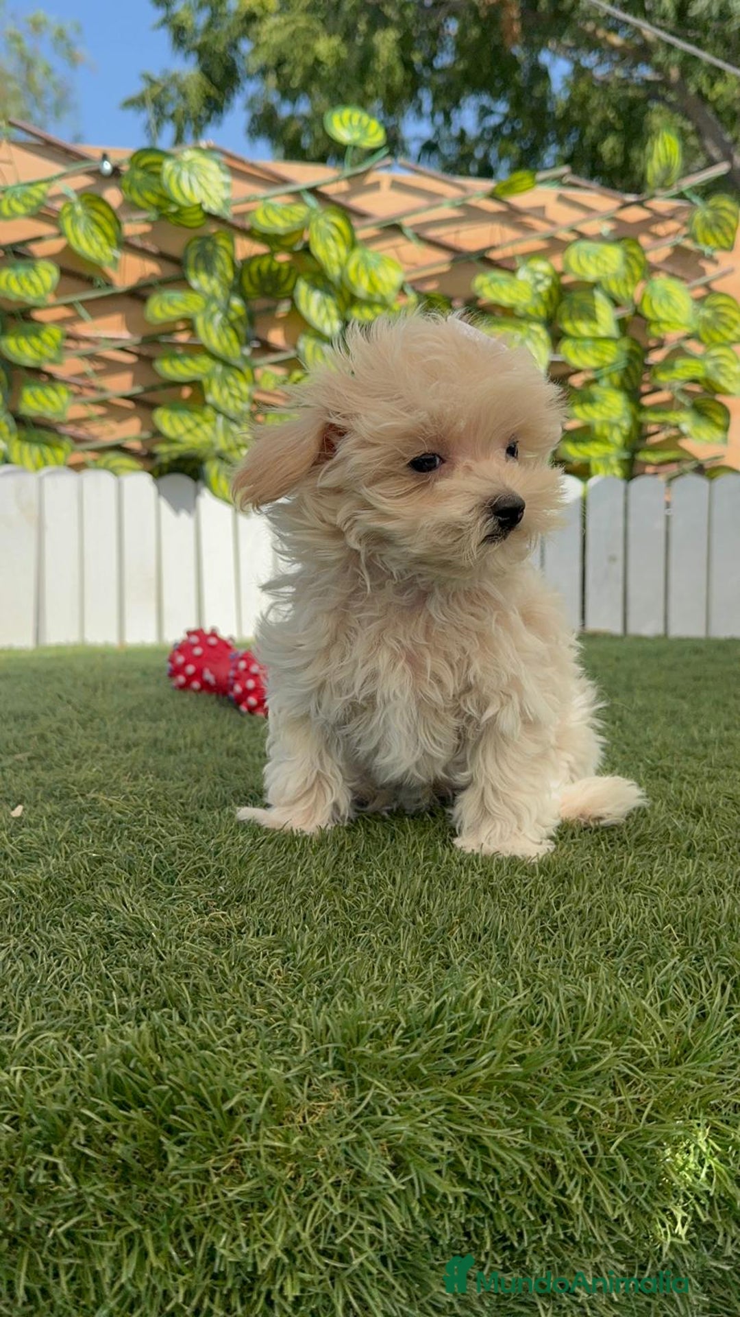 Maltipoo perros en venta: MALTIPOO  - Imagen 6