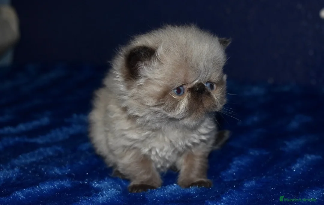 Persa gatos en venta: GATITOS PERSAS HIMALAYOS  en Barcelona - Anuncio 2