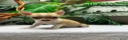 Chihuahua perros en venta:  🐾 DOS PRECIOSAS CHIHUAHUAS HEMBRAS 🐾 - Anuncio 13