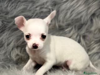 Chihuahua perros CHIHUAHUA TOY en Barcelona - Anuncio 17