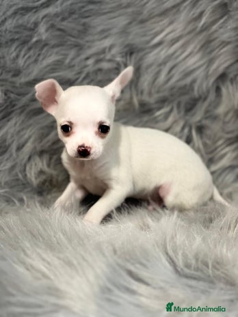 Chihuahua perros CHIHUAHUA TOY en Barcelona - Anuncio 19