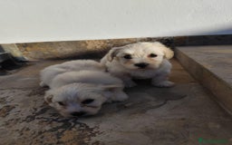 Maltipoo perros en venta: Maltipoo macho  - Imagen 4