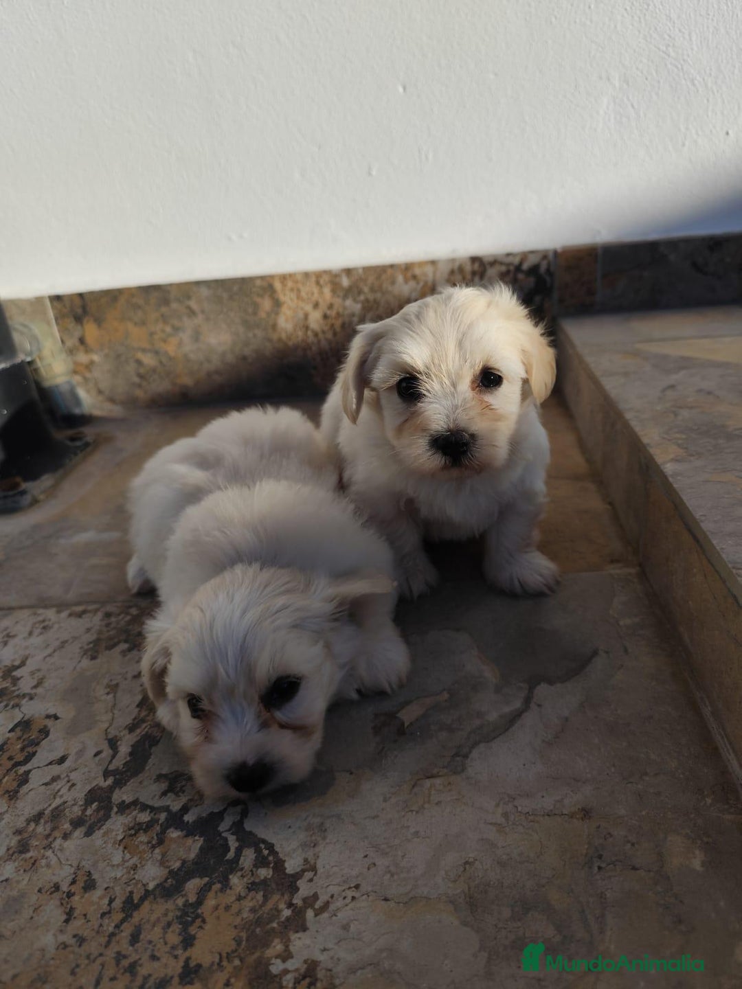 Maltipoo perros en venta: Maltipoo macho  - Imagen 4