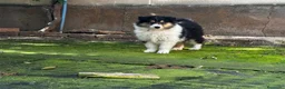 Collie de Pelo Largo perros en venta: Rough collie - Anuncio 6