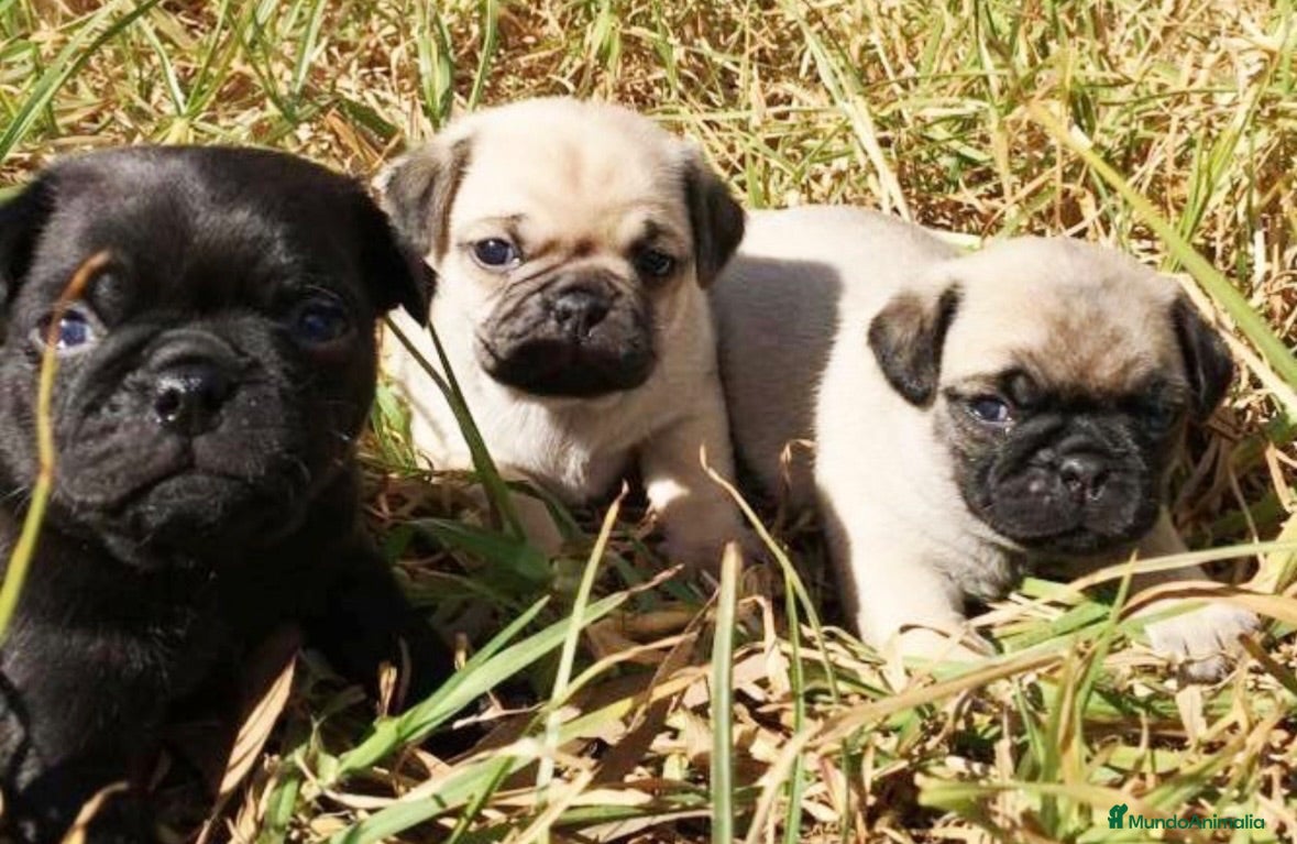 Carlino - Pug perros Carlino-pug disponibles!!🐶🐾 - Anuncio 6