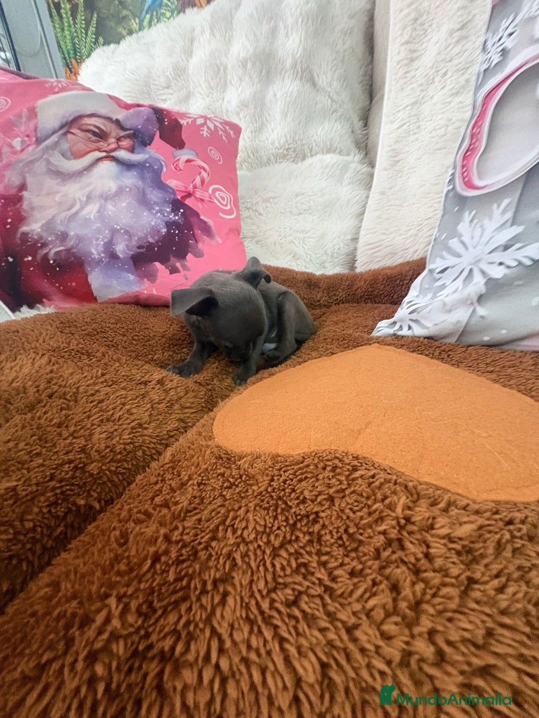 Chihuahua perros en venta: Chihuahua mini toy blue - Anuncio 10