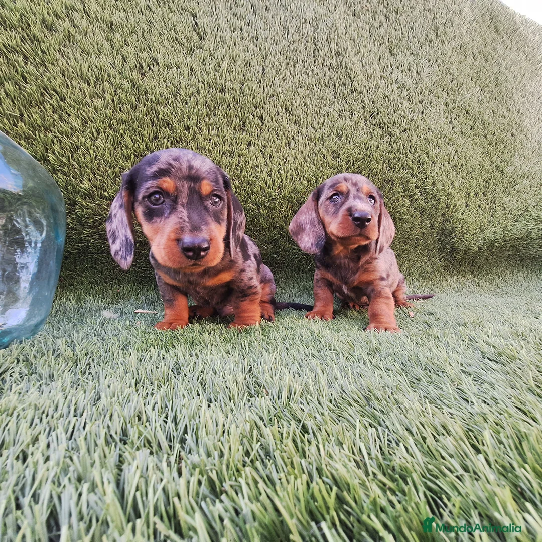 Teckel Miniatura perros en venta: TECKEL MINIATURA & KANINCHEN ARLEQUIN  - Anuncio 2