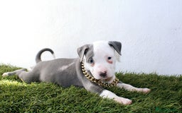 American Pit Bull Terrier perros en venta: American pitbull terrier criado todo en casa - Imagen 11