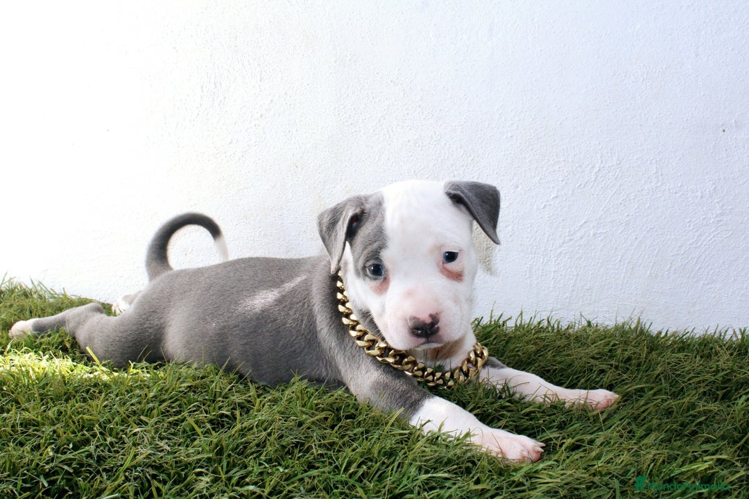 American Pit Bull Terrier perros en venta: American pitbull terrier criado todo en casa - Imagen 11