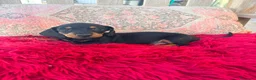 Teckel Miniatura perros en venta: Teckel kaninchen hembra  - Anuncio 3