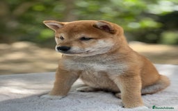 Shiba Inu perros en venta: Shiba inu rojo  - Imagen 2