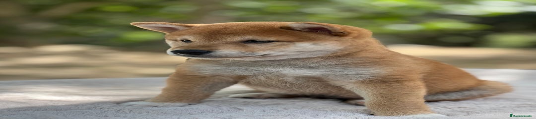 Shiba Inu Cachorro 1