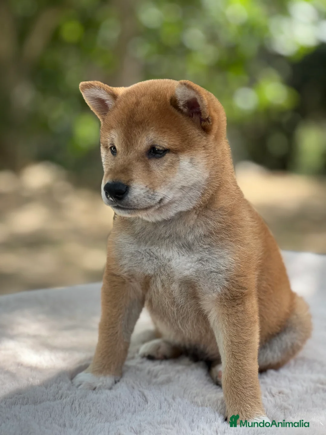 Shiba Inu perros en venta: Shiba inu rojo  - Anuncio 2