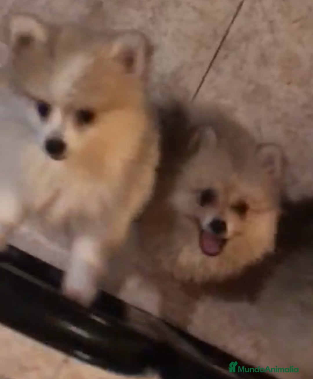 Pomerania perros en venta: CAMADA POMERANIA  - Imagen 2